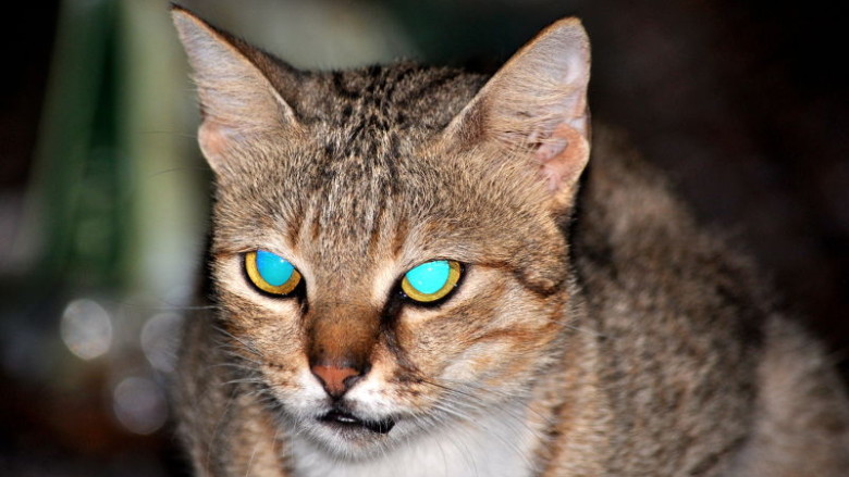 Dlaczego oczy kota świecą w ciemności?