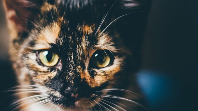 Dlaczego szylkretowe futro u kotów jest niezwykłe?