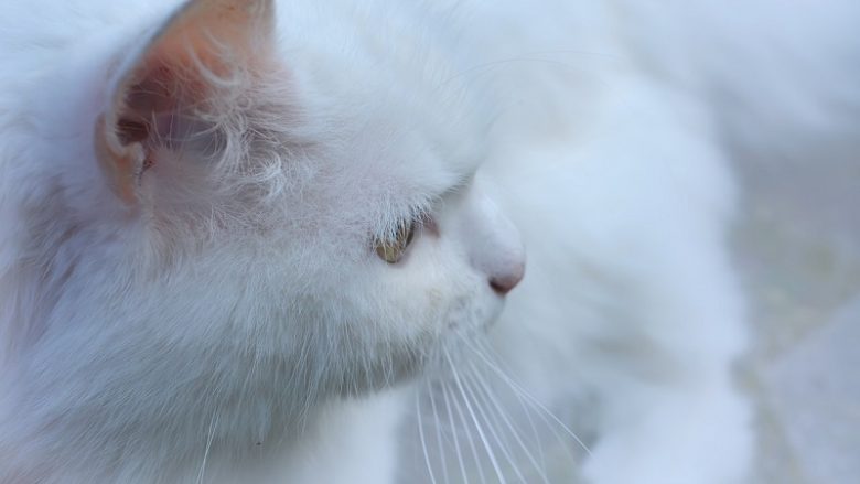 Białe koty to rzadko albinosy