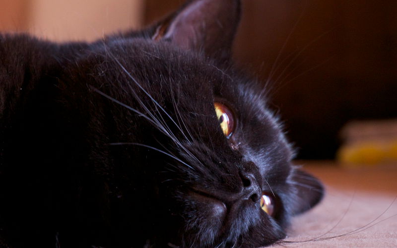 Czarne umaszczenie u kotów