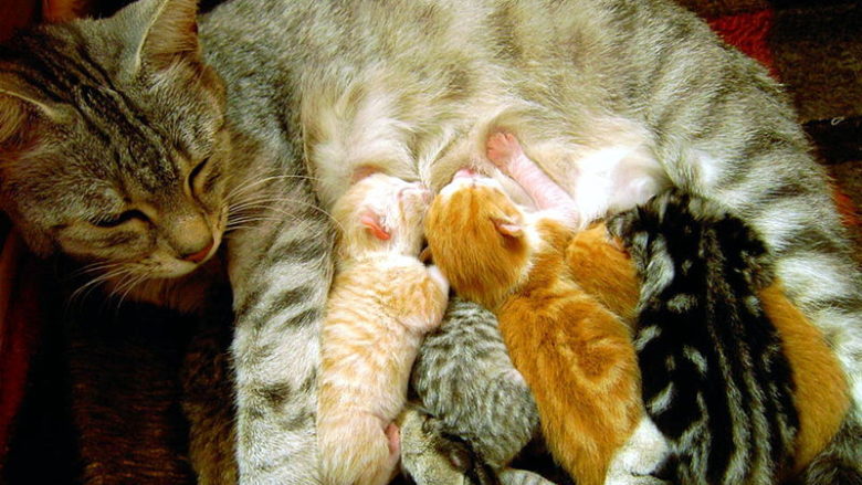 Jak kocięta odnajdują sutki matki?