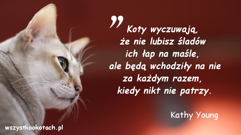Cytaty o kotach - Kathy Young