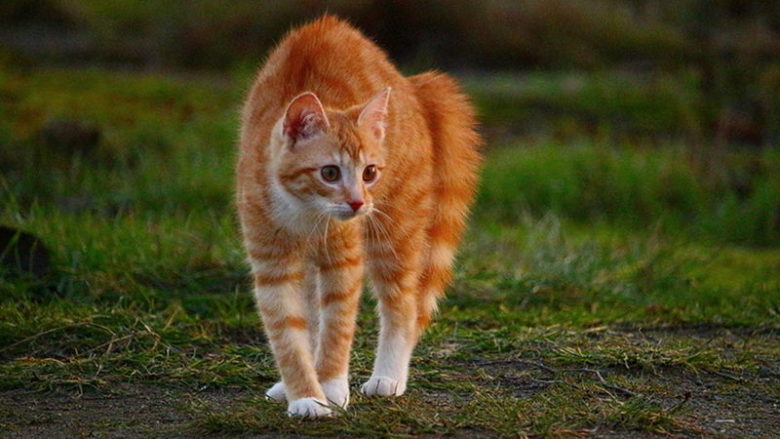 Dlaczego koty robią koci grzbiet?