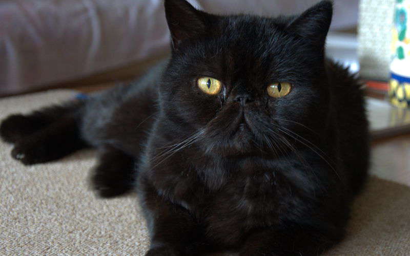 Dziedziczenie umaszczenia czarnego u kotów