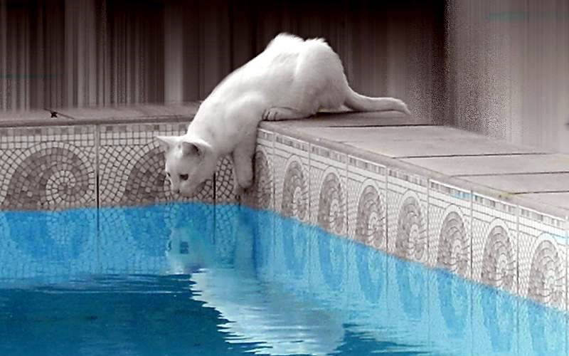 Czy koty potrafią pływać?