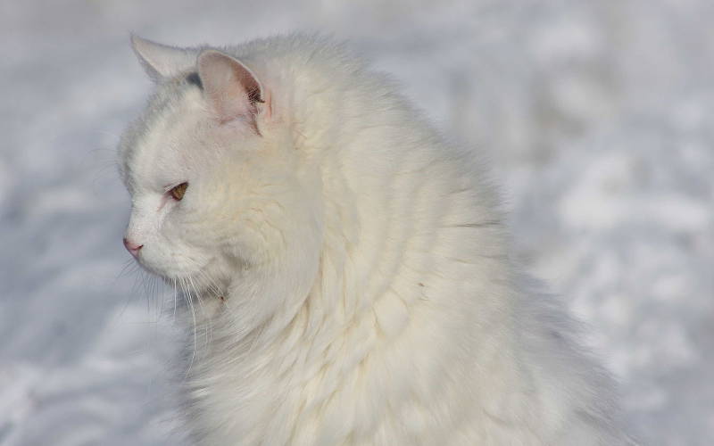 Dziedziczenie umaszczenia białego u kotów