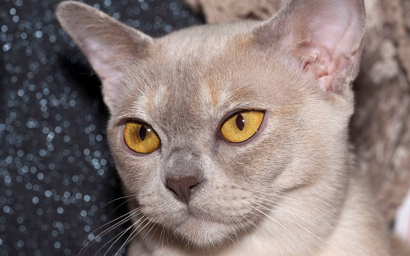 Dziedziczenie umaszczenia burmskiego u kotów