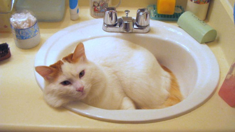 Czy kota trzeba kąpać?