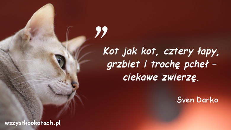 Cytaty o kotach - Sven Darko