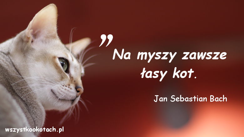 Cytaty o kotach – Jan Sebastian Bach