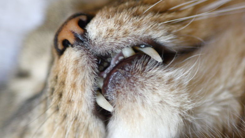 Do czego kotu potrzebne są zęby?