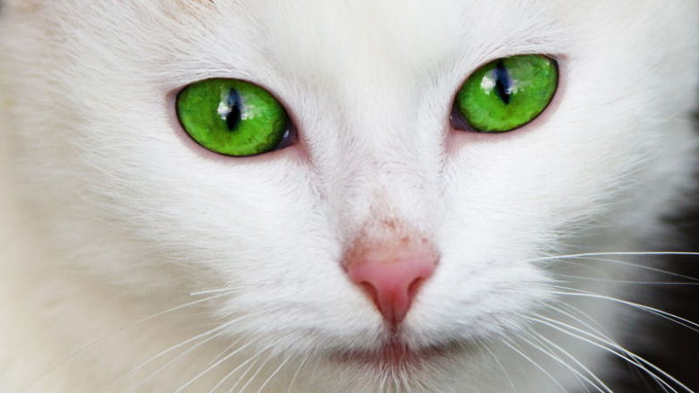 Do czego kotu potrzebne są oczy?