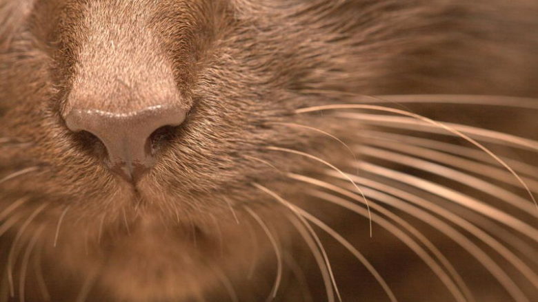 Do czego kotu potrzebne są wąsy?