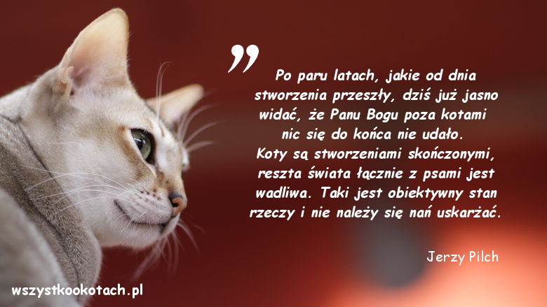 Cytaty o kotach - Jerzy Pilch