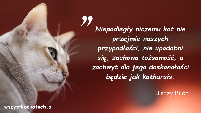 Cytaty o kotach - Jerzy Pilch
