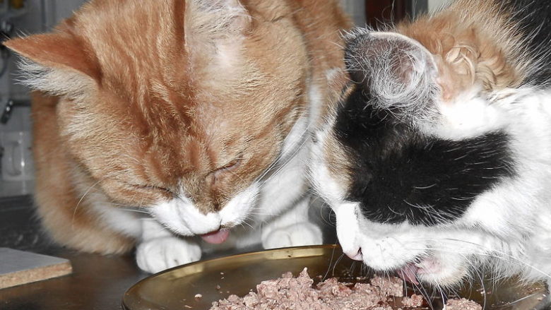 Behawioralne przyczyny nadmiernego objadania się u kotów