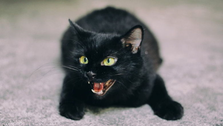 Koci język – Co znaczą wydawane przez koty dźwięki?