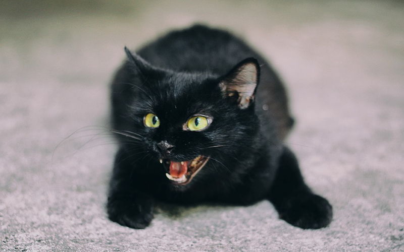 Koci język – Co znaczą wydawane przez koty dźwięki?