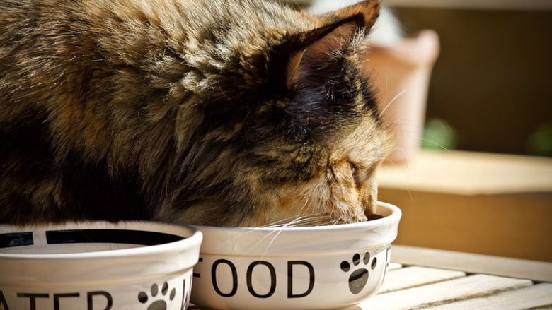 Jak przechowywać karmę dla kota?