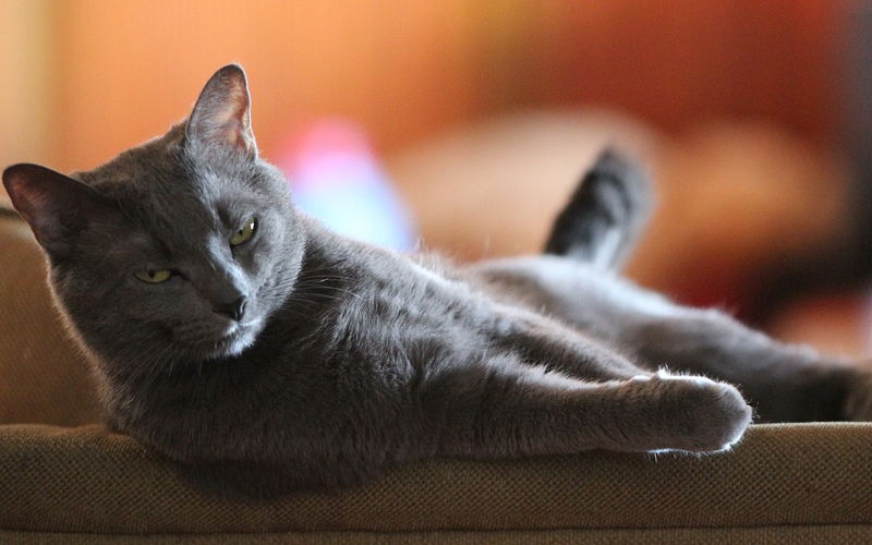 Jakie meble wypoczynkowe wybrać, mając w domu kota?