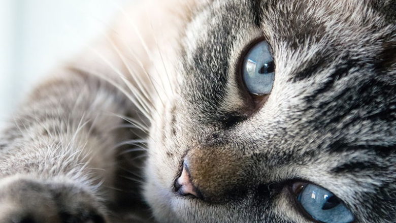 Jak i dlaczego koty reagują na kocimiętkę?