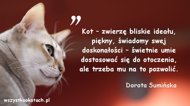 Cytaty o kotach – Dorota Sumińska