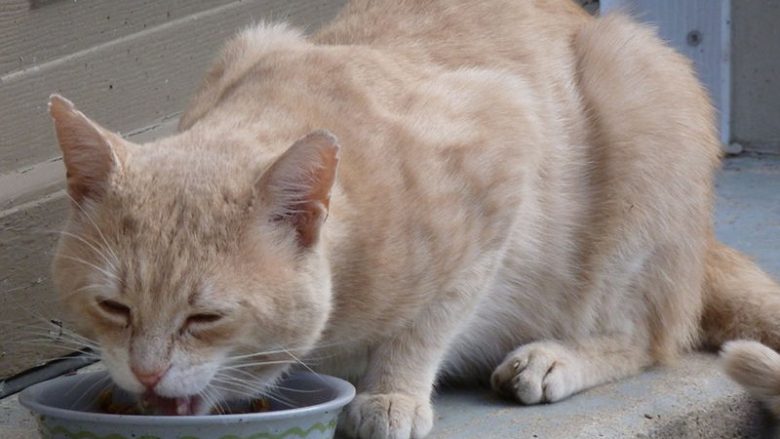 Ilość zjadanej przez kota karmy a jej jakość