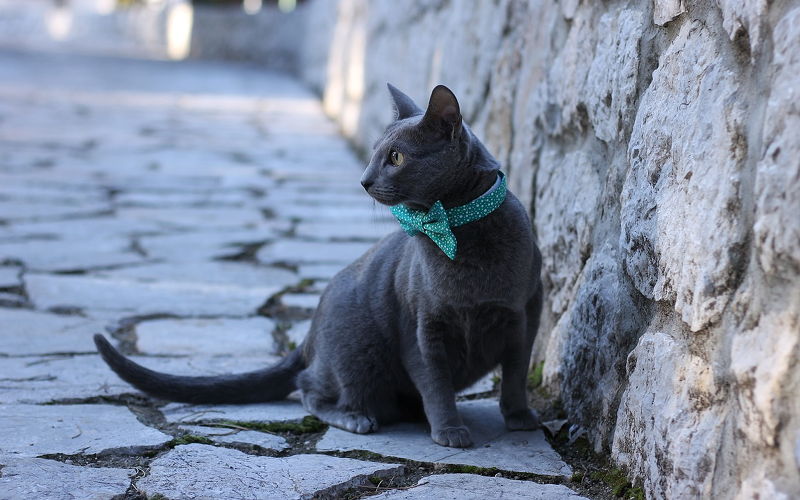 Najpiękniejsze rasy kotów - Kot rosyjski niebieski