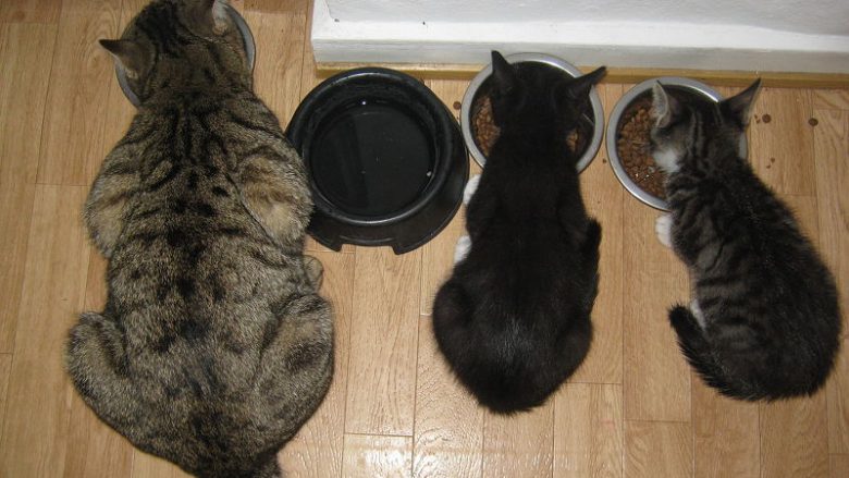 Karma dla kociaka, karma dla kota dorosłego, karma dla kociego seniora – Co je odróżnia?