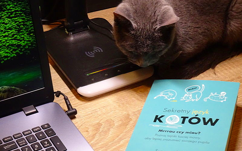 „Sekretny język kotów” – Książka, która pomoże nam zrozumieć mruczącego przyjaciela