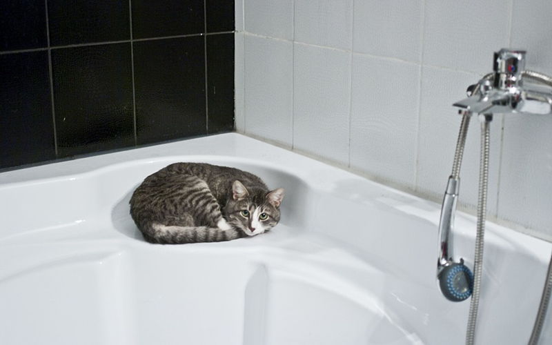 Dlaczego koty śpią w dziwnych miejscach?