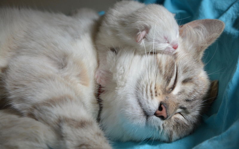Zachowanie kotki podczas porodu