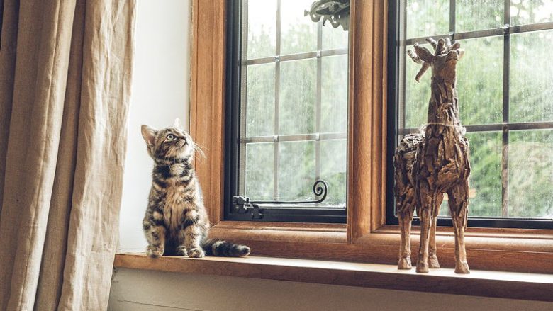 Koci mocz – Czy w domu, w którym jest kot, musi brzydko pachnieć?