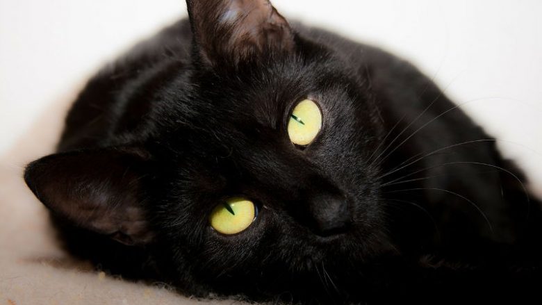 Żywienie kotów suchymi karmami dla kotów i mokrymi karmami dla kotów – porównanie