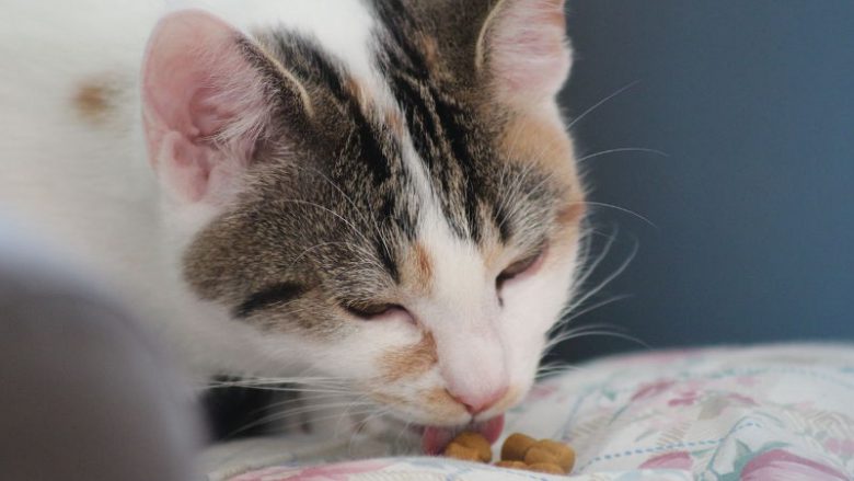 Nietolerancja pokarmowa u kotów