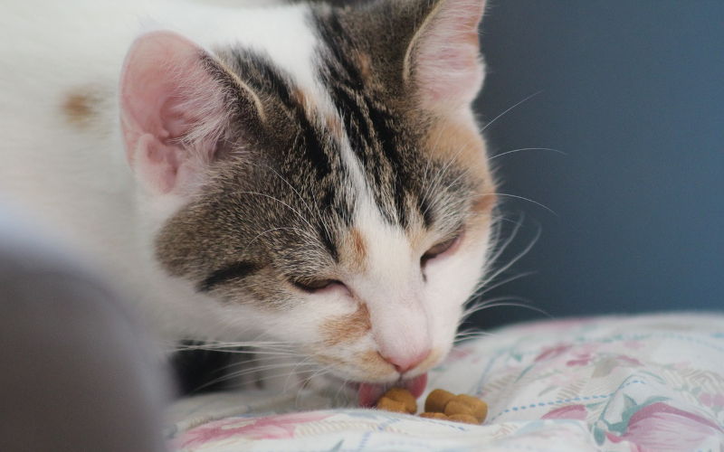 Nietolerancja pokarmowa u kotów