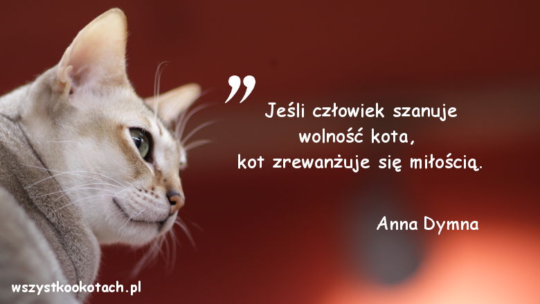 Cytaty o kotach - Anna Dymna