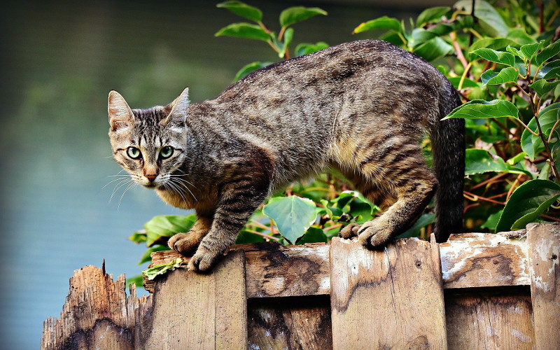 Dlaczego kot spada na cztery łapy?