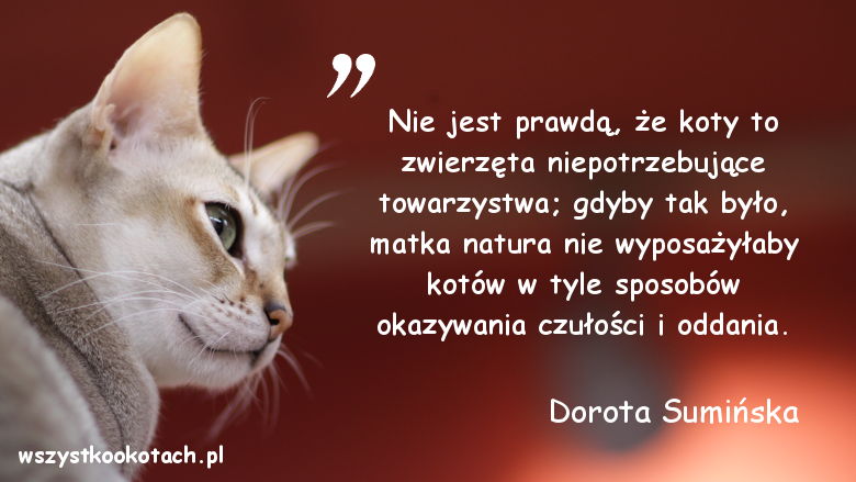 Cytaty o kotach – Dorota Sumińska