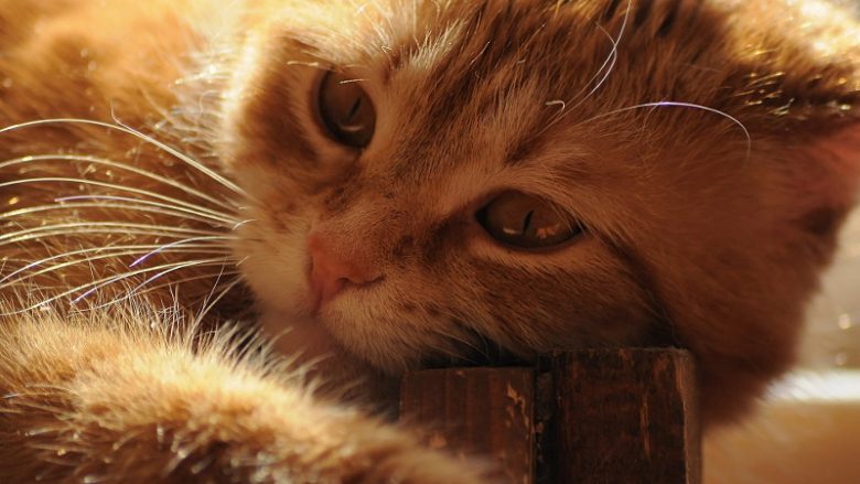 Dlaczego kot brzydko pachnie