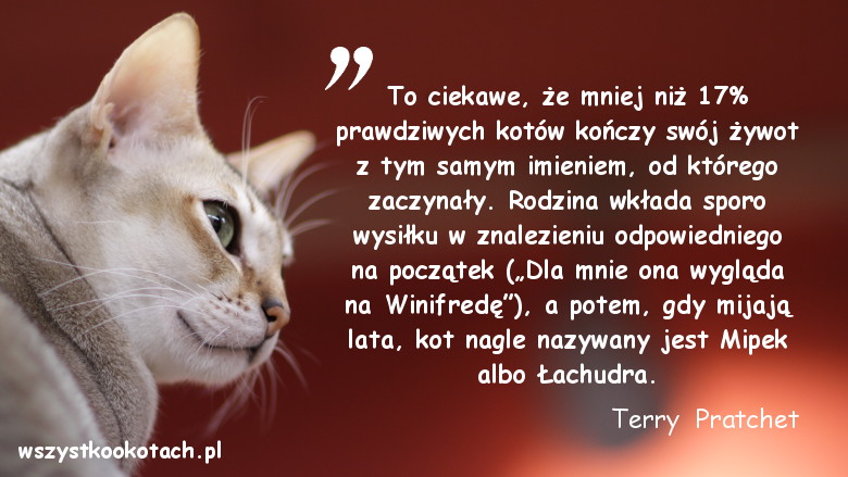 Cytaty o kotach - Terry Pratchett