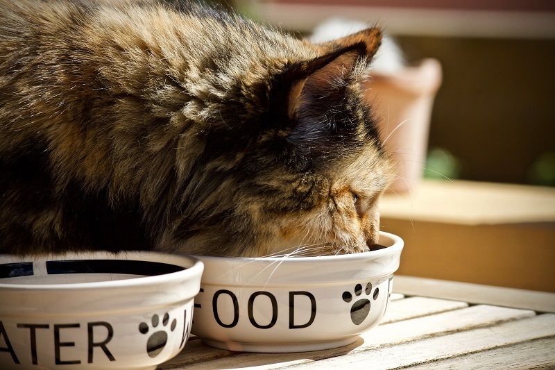 Weterynaryjne karmy dla kotów