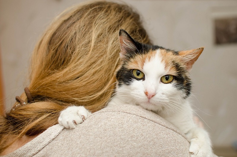 Jak dbać o kota? Zabiegi pielęgnacyjne